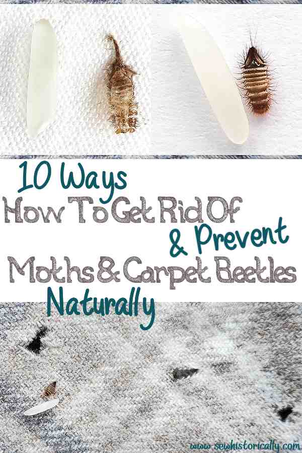 10 Ways How To Get Rid Of Moths & Carpet Beetles Naturally - Historical &  Today - Sew Historically